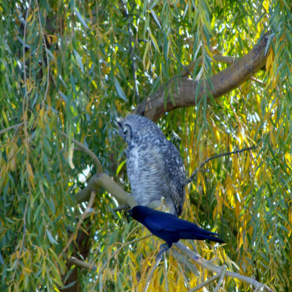 Meet your Posher, Niki - Picture 5 of 7